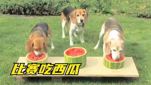 吃瓜娱乐狗