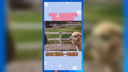 吃瓜娱乐机,带你领略趣味互动新体验